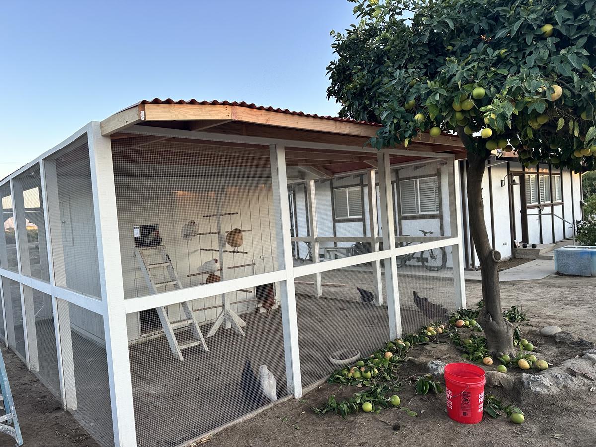 Custom coop & run